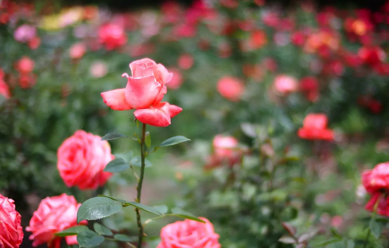 Photo wallpaper greens, flowers, nature, glare, roses, blur