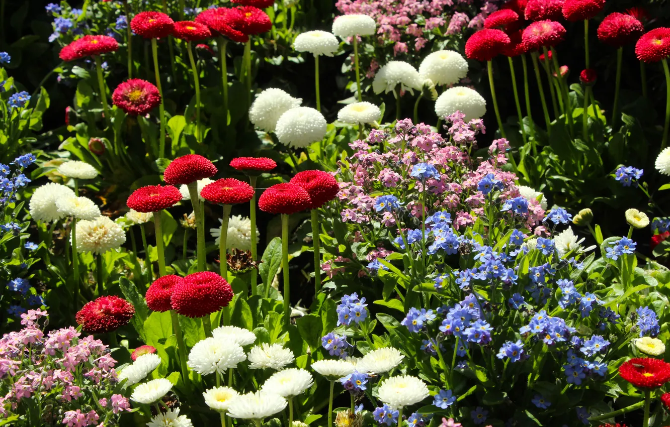 Photo wallpaper garden, spring, blooming