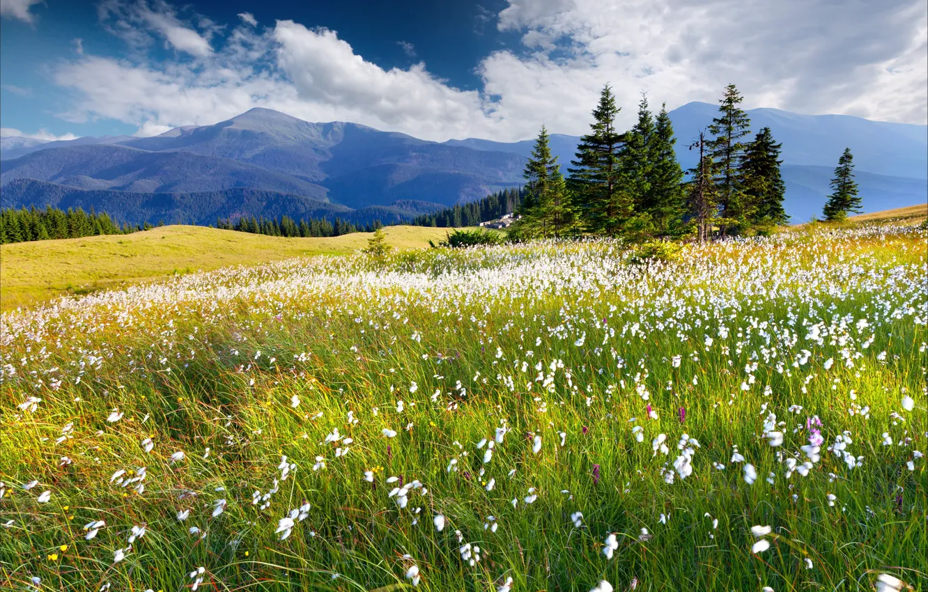 Photo wallpaper clouds, flowers, mountains, tree