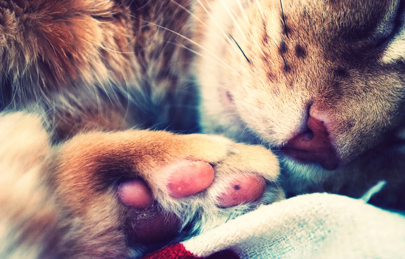 Photo wallpaper cat, cat, legs, paws, sleeping