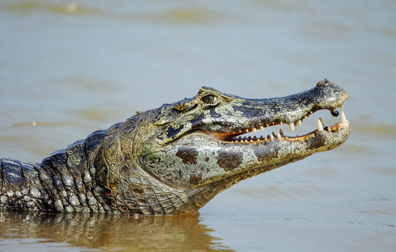 Photo wallpaper look, face, crocodile, profile, pond, swimming
