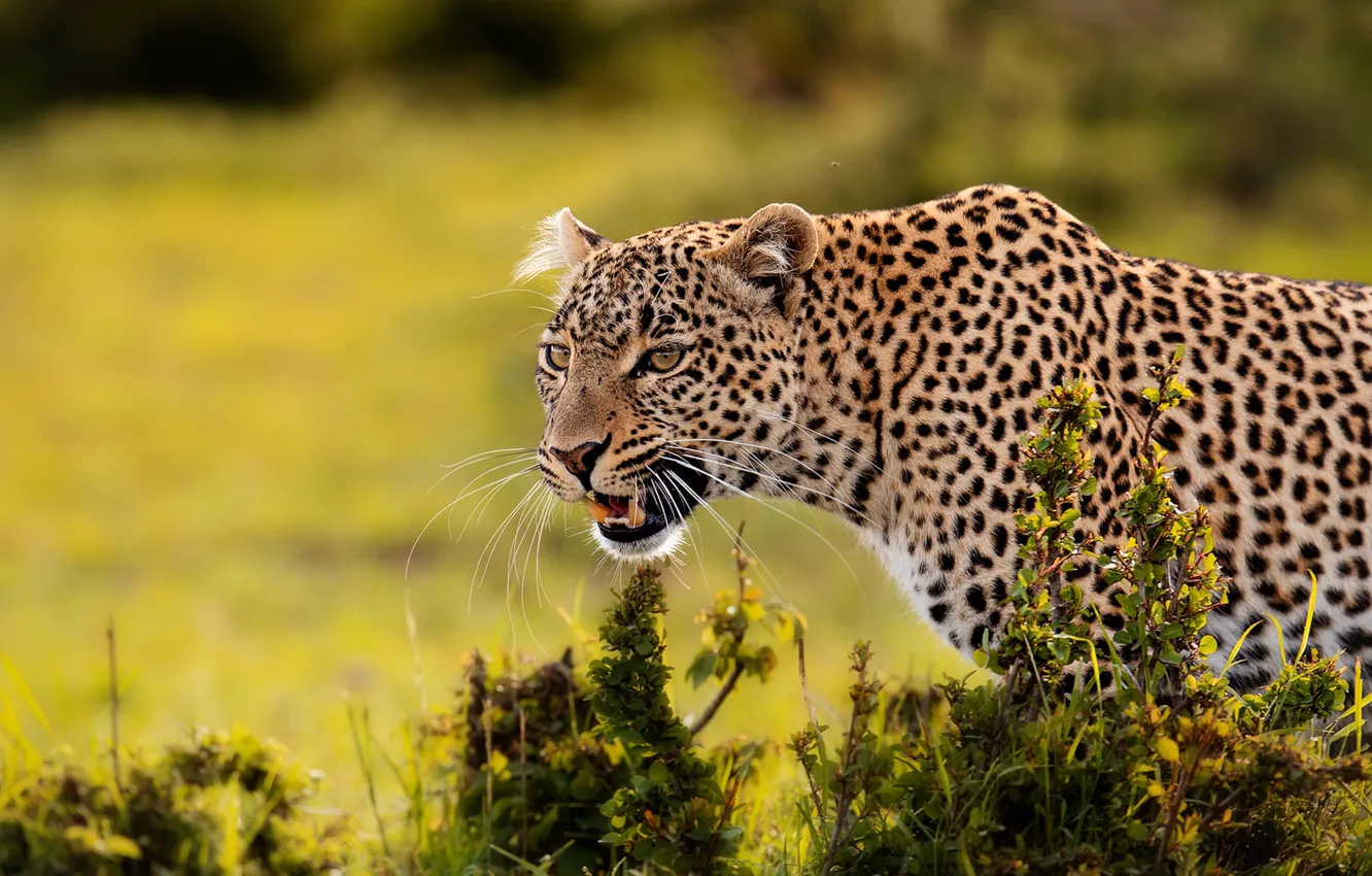Photo wallpaper leopard, wild cat, bokeh