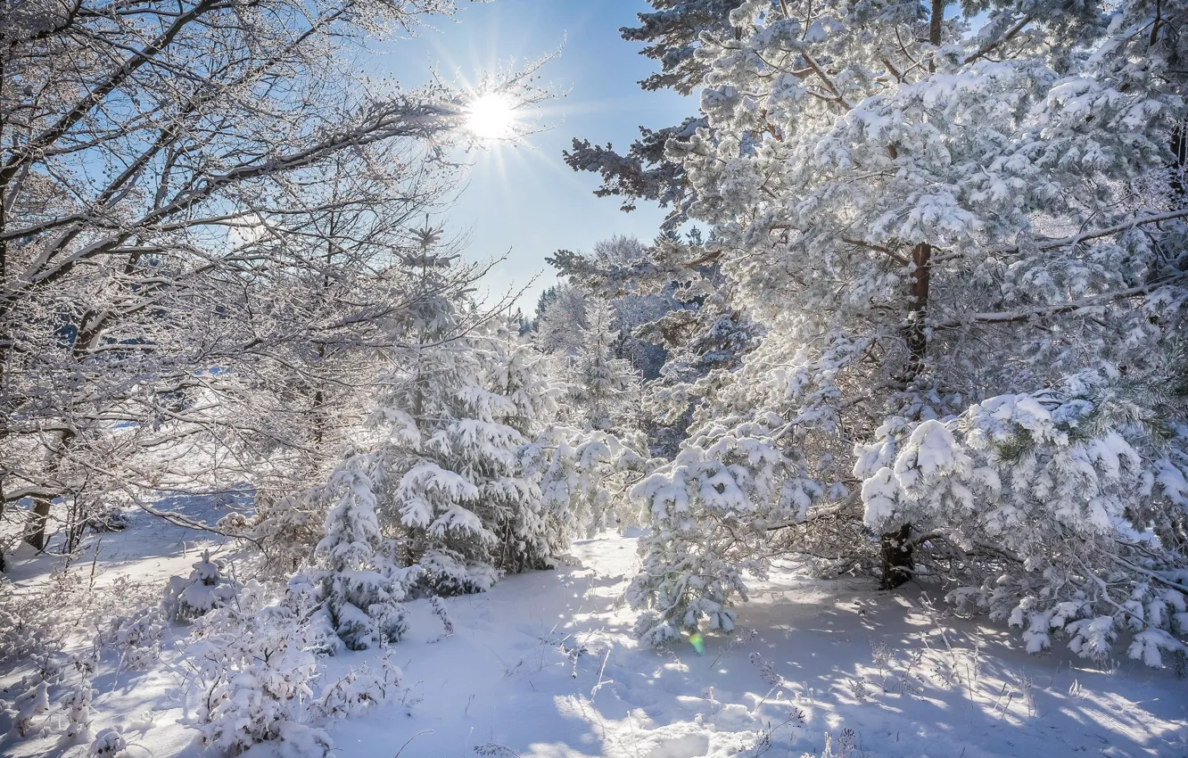 Photo wallpaper winter, forest, the sun, snow, trees