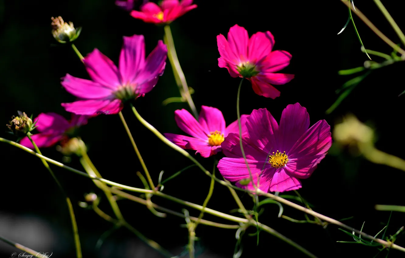 Photo wallpaper summer, flowers, Burgundy, kosmeya