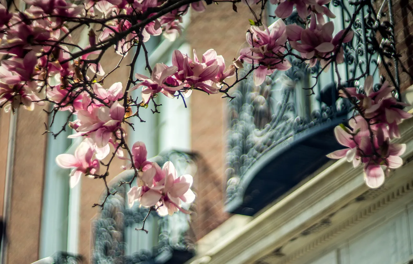 Photo wallpaper light, flowers, branches, the city, house, mood, blur, spring