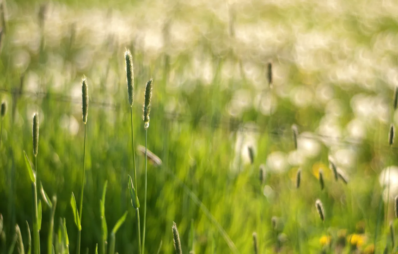Photo wallpaper grass, macro, glare, spikelets, bokeh