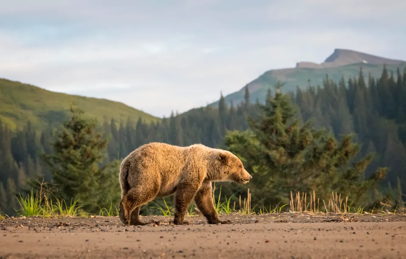 Photo wallpaper road, forest, the sky, mountains, nature, hills, tops, ate