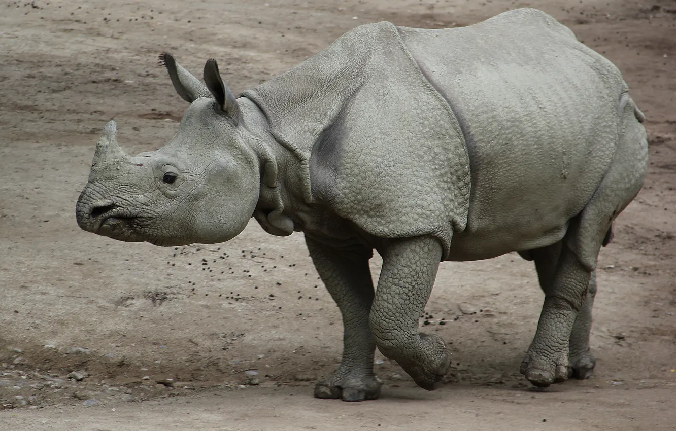 Photo wallpaper sand, grey, baby, Rhino, young, rhinoceros, indian, Asian