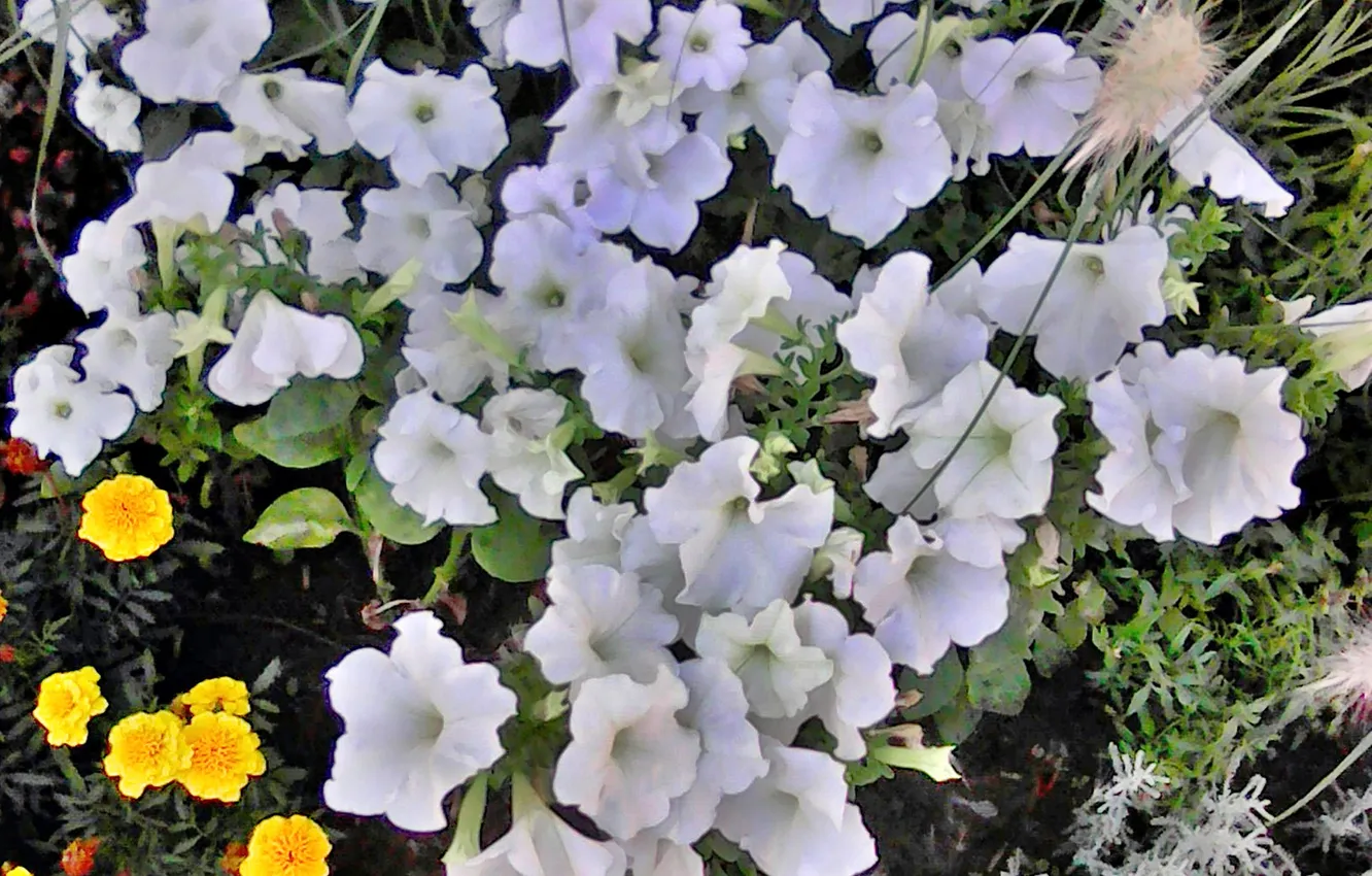 Photo wallpaper flowers, August 2025, Petunia Opera White