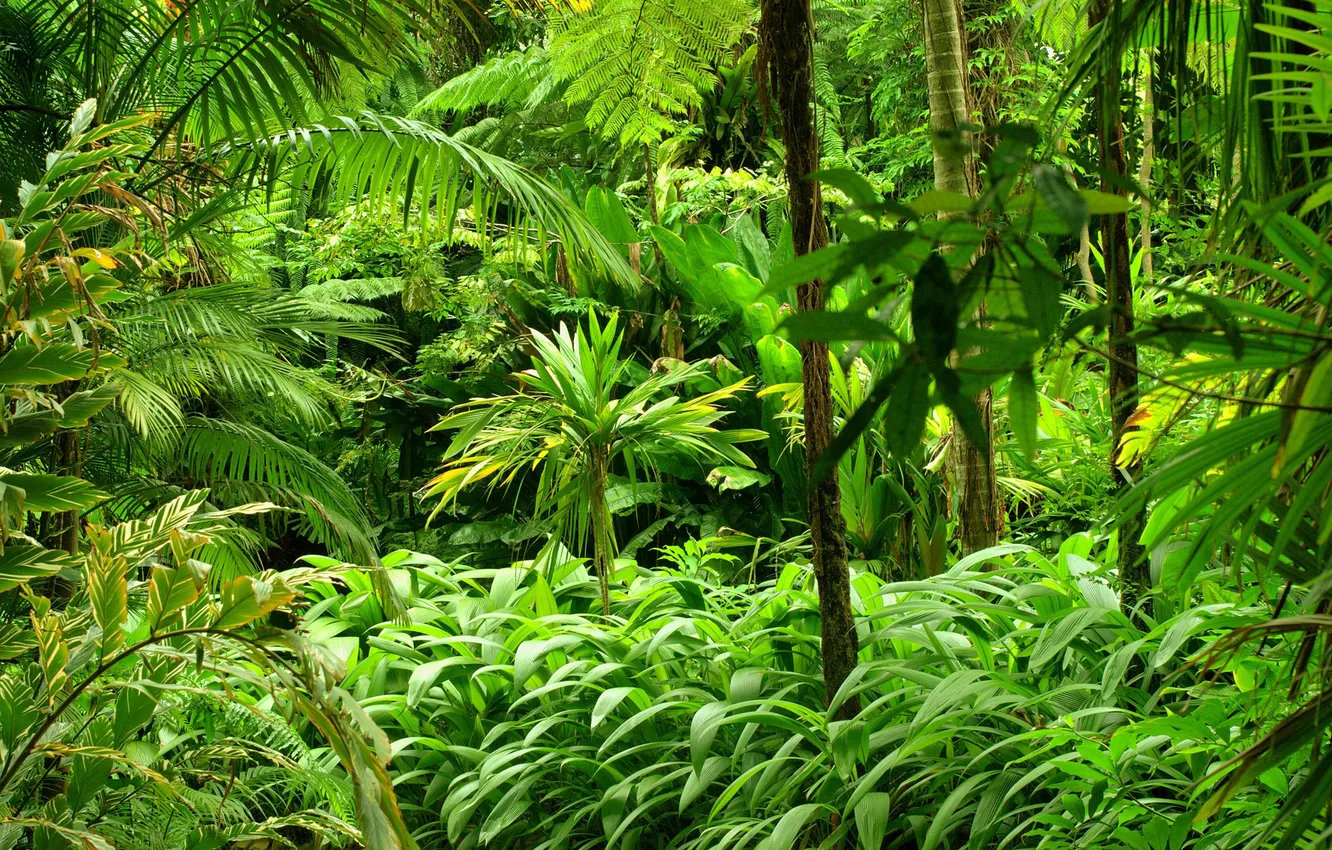 Photo wallpaper forest, nature, tropics, palm trees, plants, jungle, forest, fern