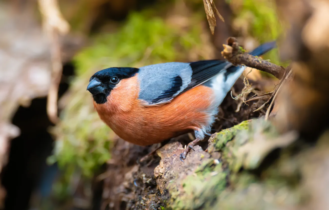 Photo wallpaper look, bird, bullfinch