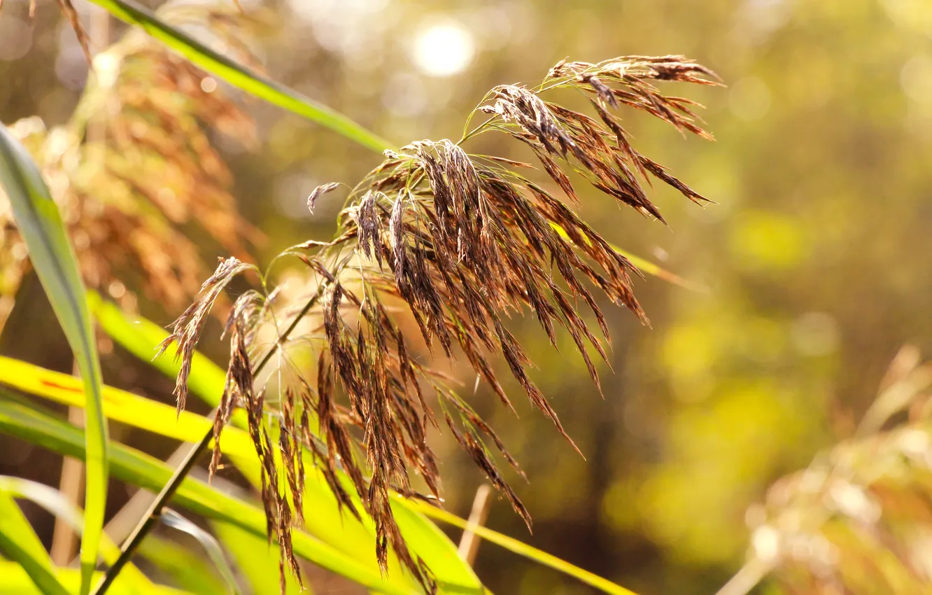 Photo wallpaper grass, plant, REED