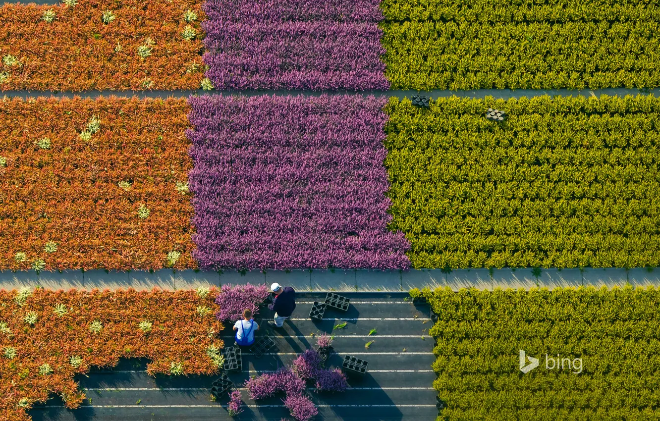 Photo wallpaper flowers, people, Germany, North Rhine-Westphalia, Rosada