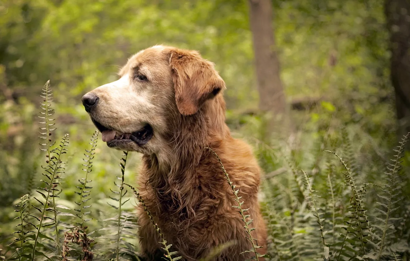 Photo wallpaper forest, nature, dog