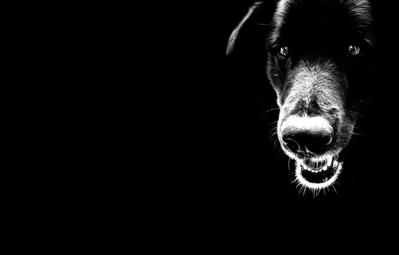 Photo wallpaper black, dog, minimalism