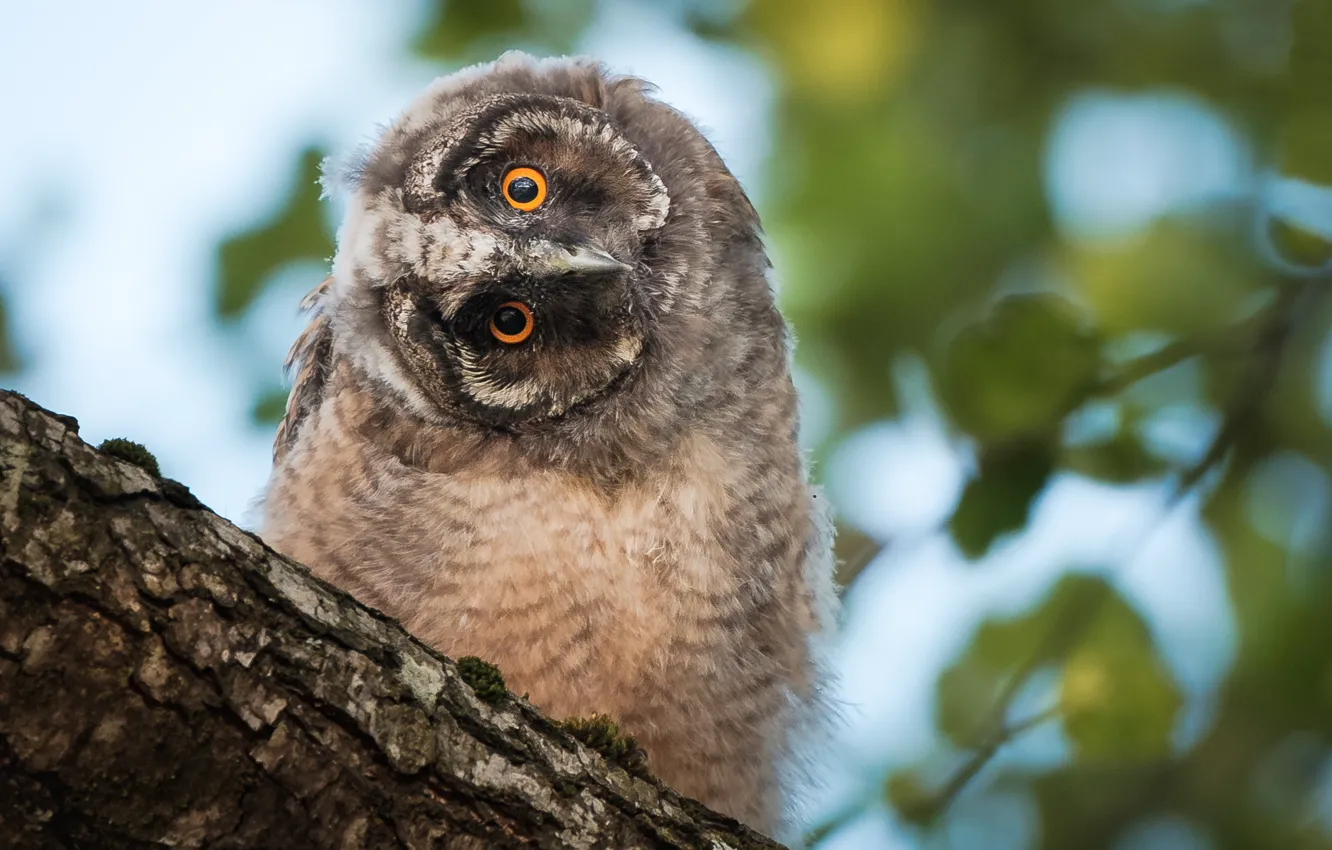 Photo wallpaper look, trees, owl, bird, owlet