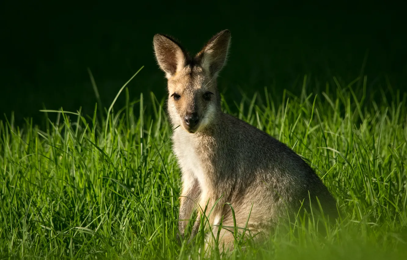 Photo wallpaper grass, sweetheart, kangaroo
