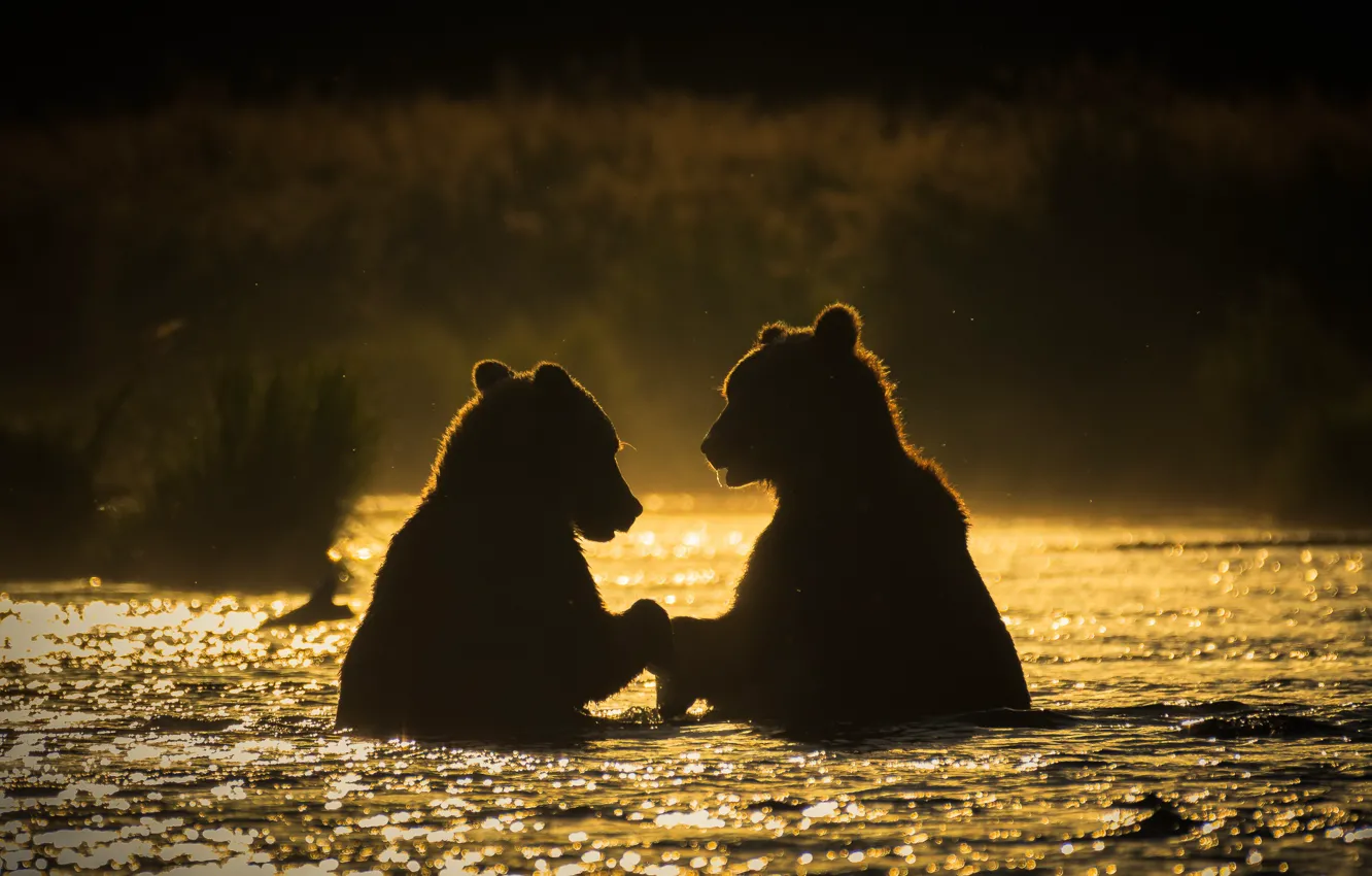 Photo wallpaper river, morning, bears