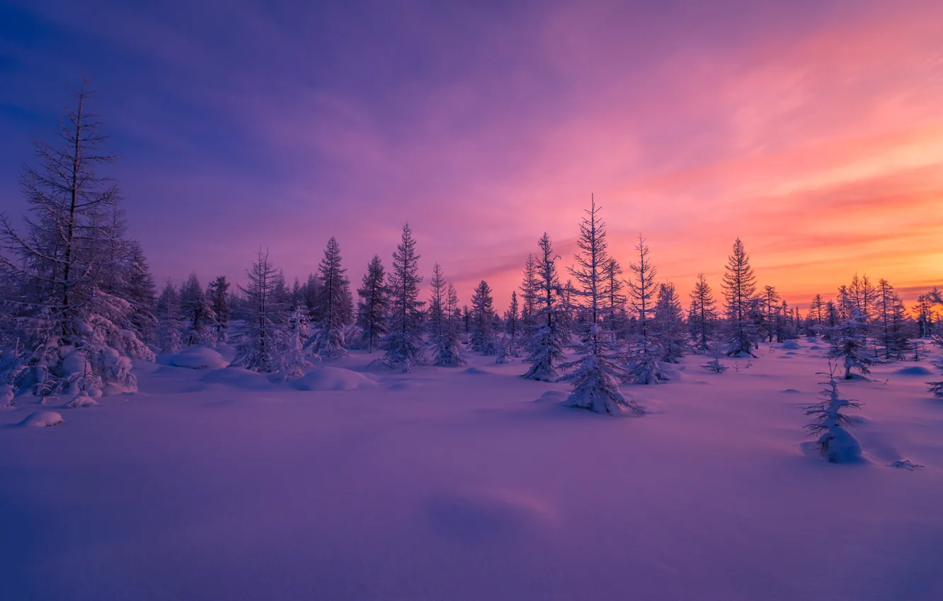 Photo wallpaper winter, forest, snow, trees, sunset