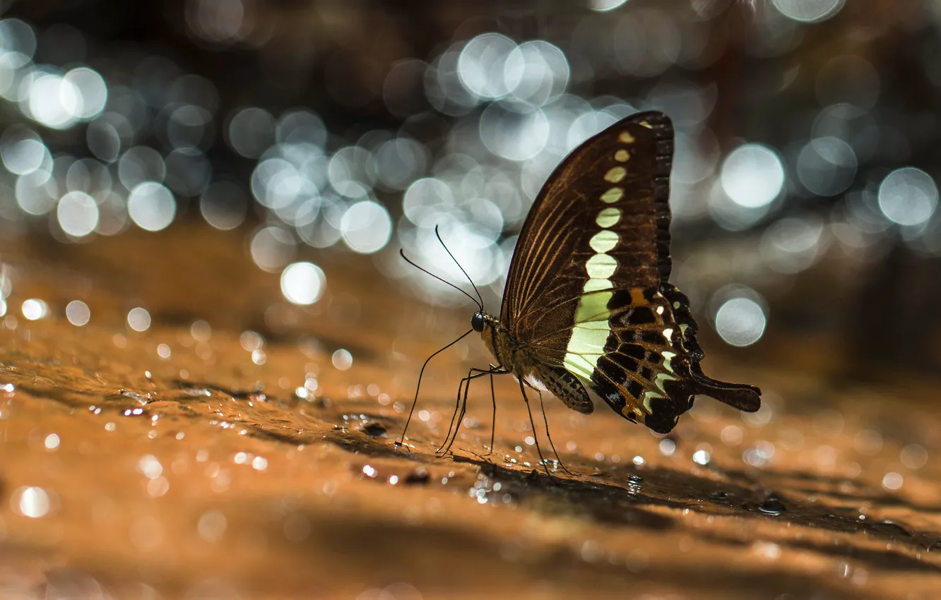 Photo wallpaper water, drops, macro, light, glare, butterfly, bokeh, proboscis