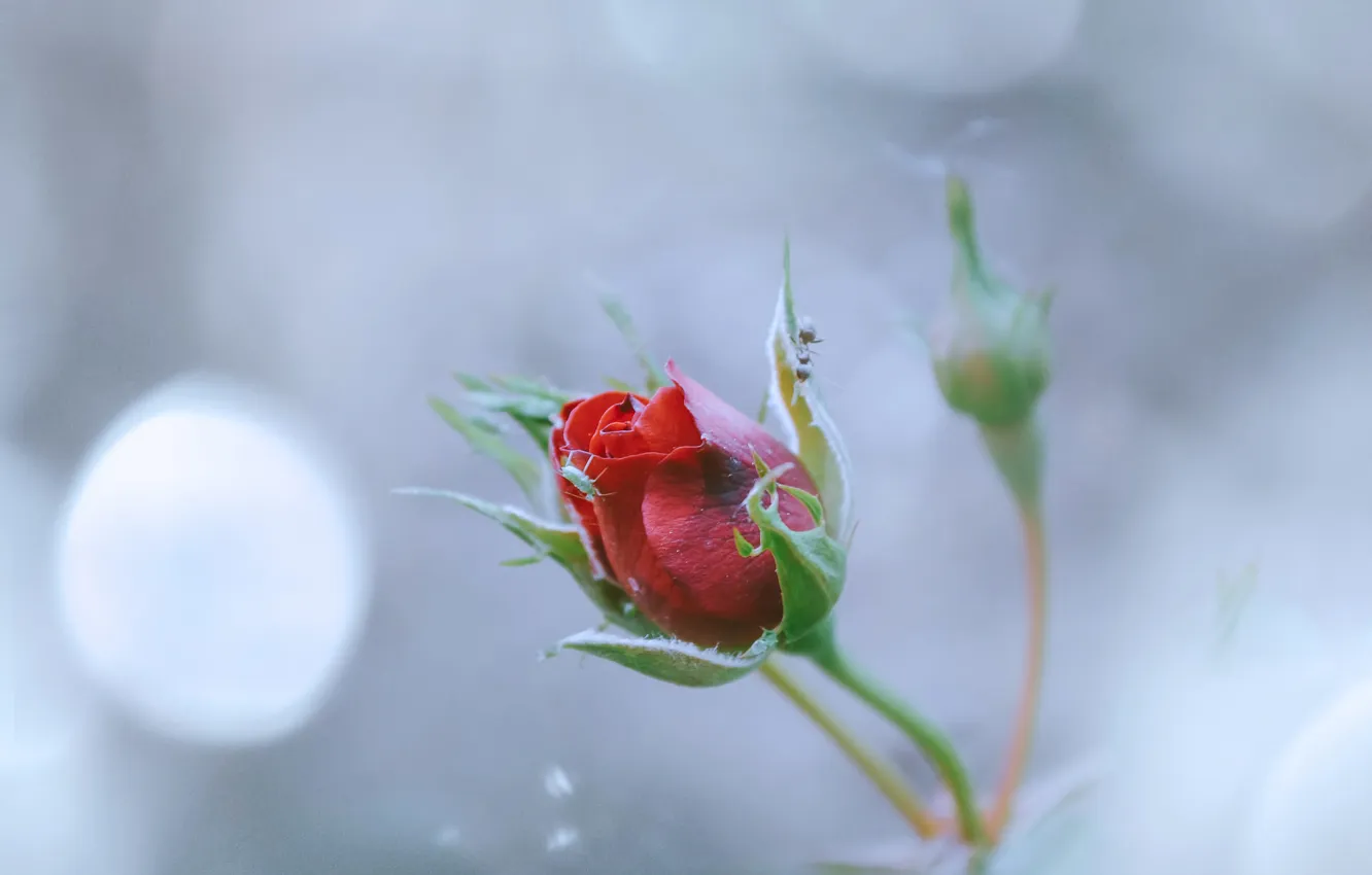 Photo wallpaper flowers, background, roses