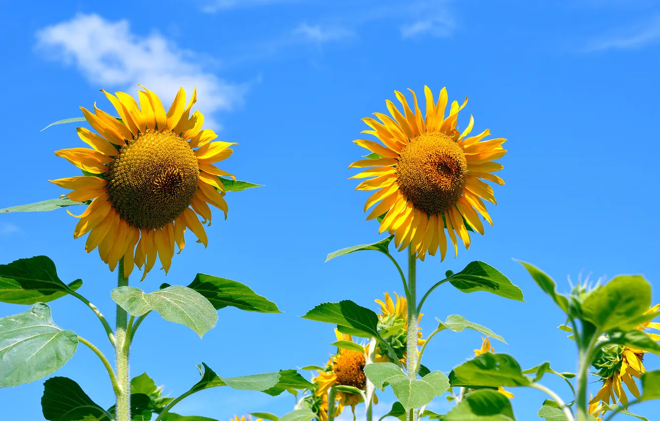 Photo wallpaper field, the sky, leaves, sunflowers, flowers