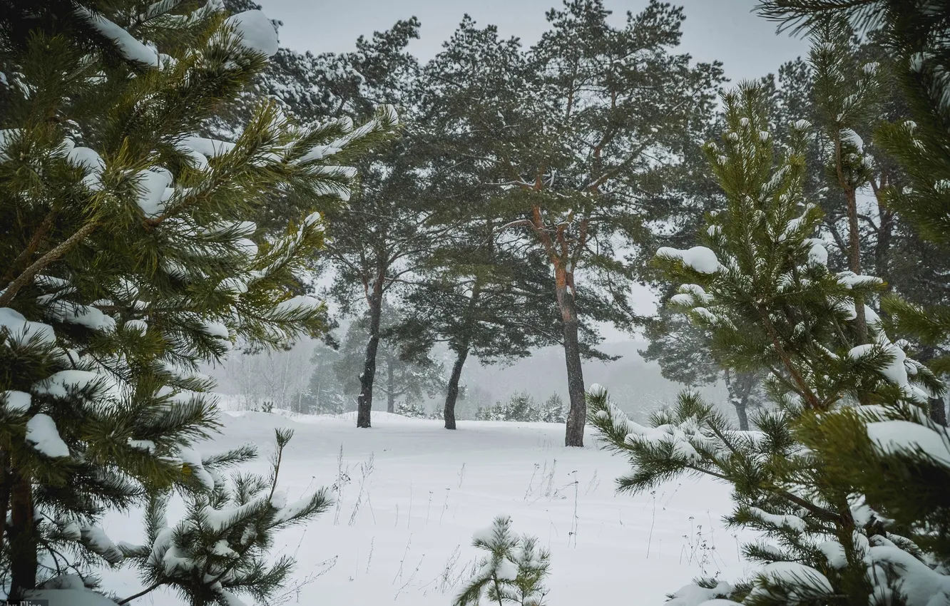 Photo wallpaper winter, Nature, pine, oblast, Kaluga