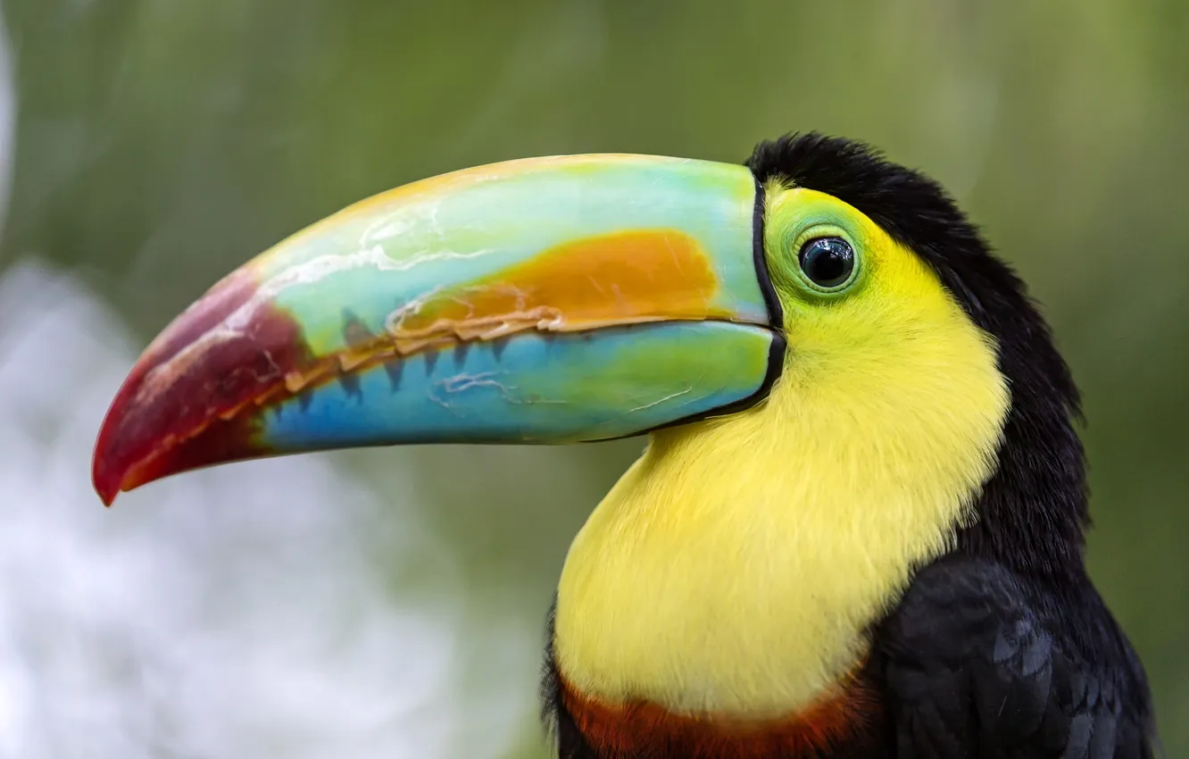 Photo wallpaper bird, beak, Toucan