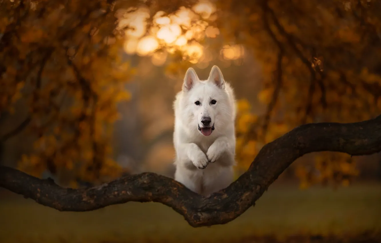 Photo wallpaper autumn, jump, dog, snag, bokeh, The white Swiss shepherd dog