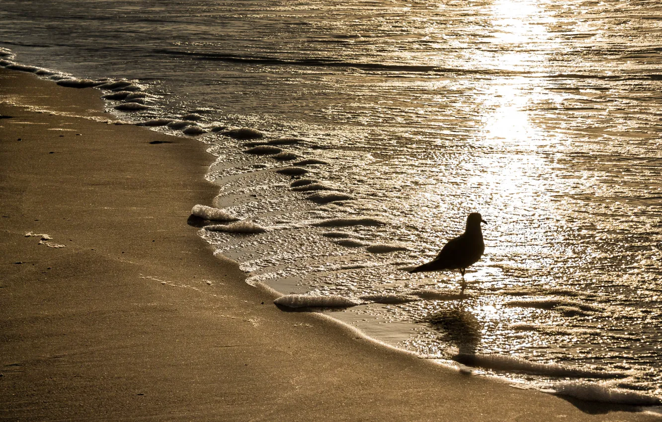 Photo wallpaper sand, light, bird, shore