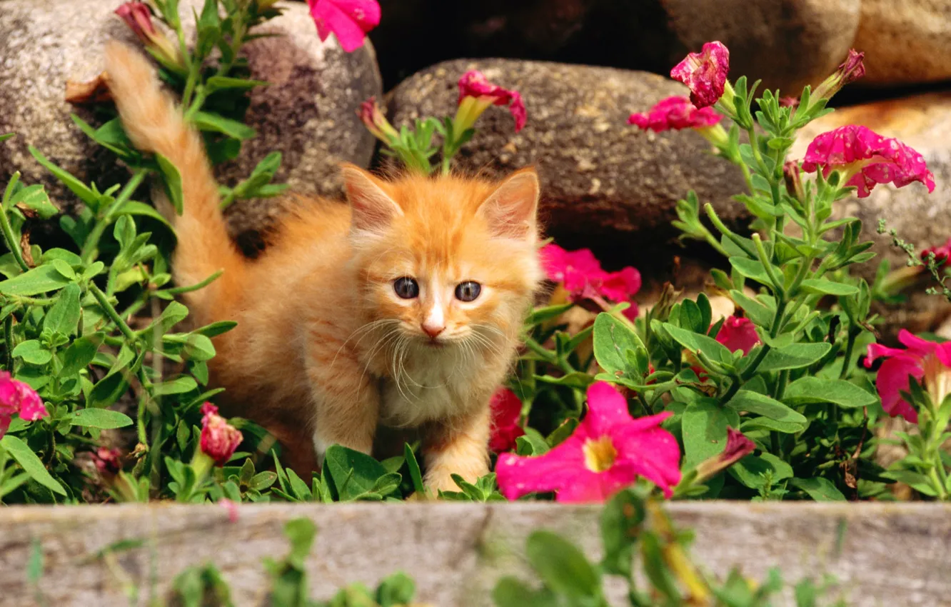 Photo wallpaper cat, grass, cat, flowers, stones, kitty, pussy, red