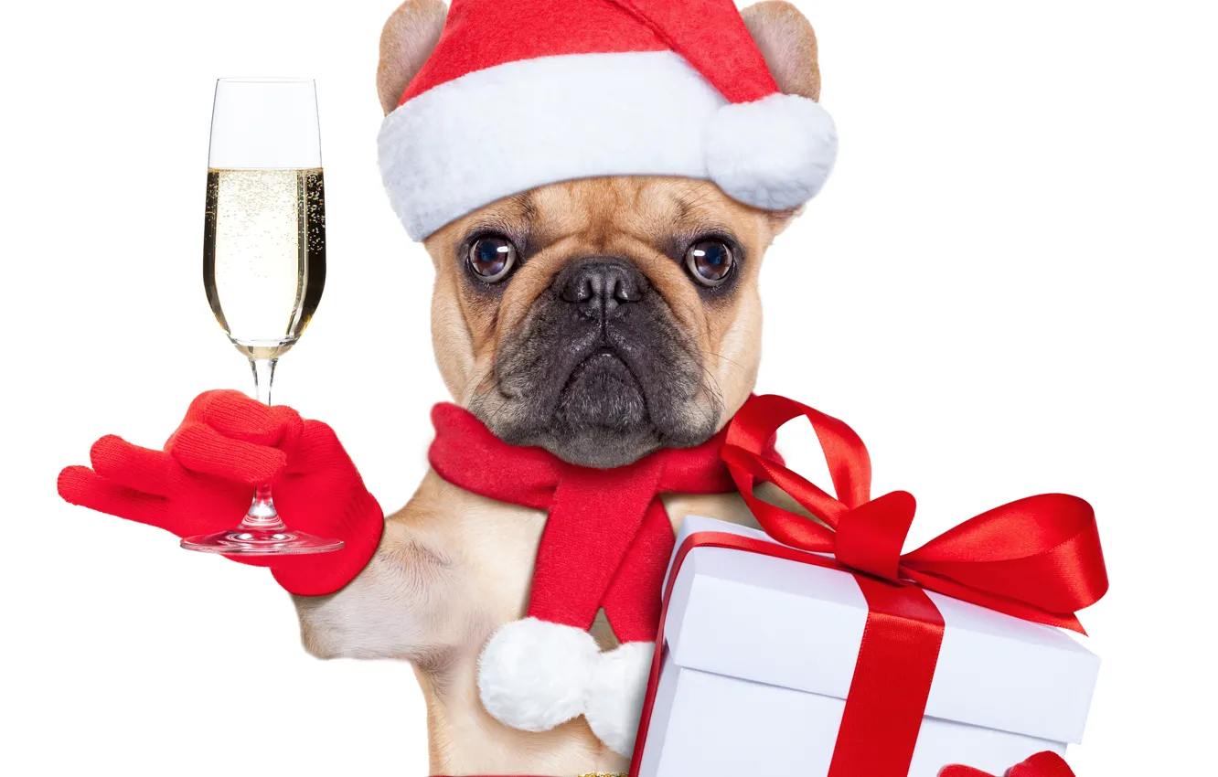 Photo wallpaper winter, box, gift, hat, scarf, Christmas, bulldog, champagne