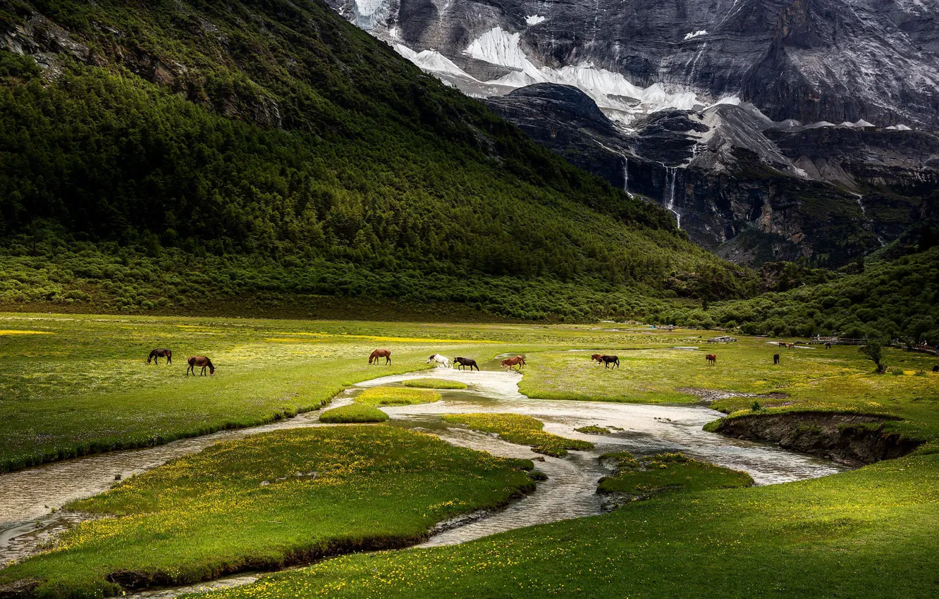 Photo wallpaper field, mountains, horse, horse, slope, pasture