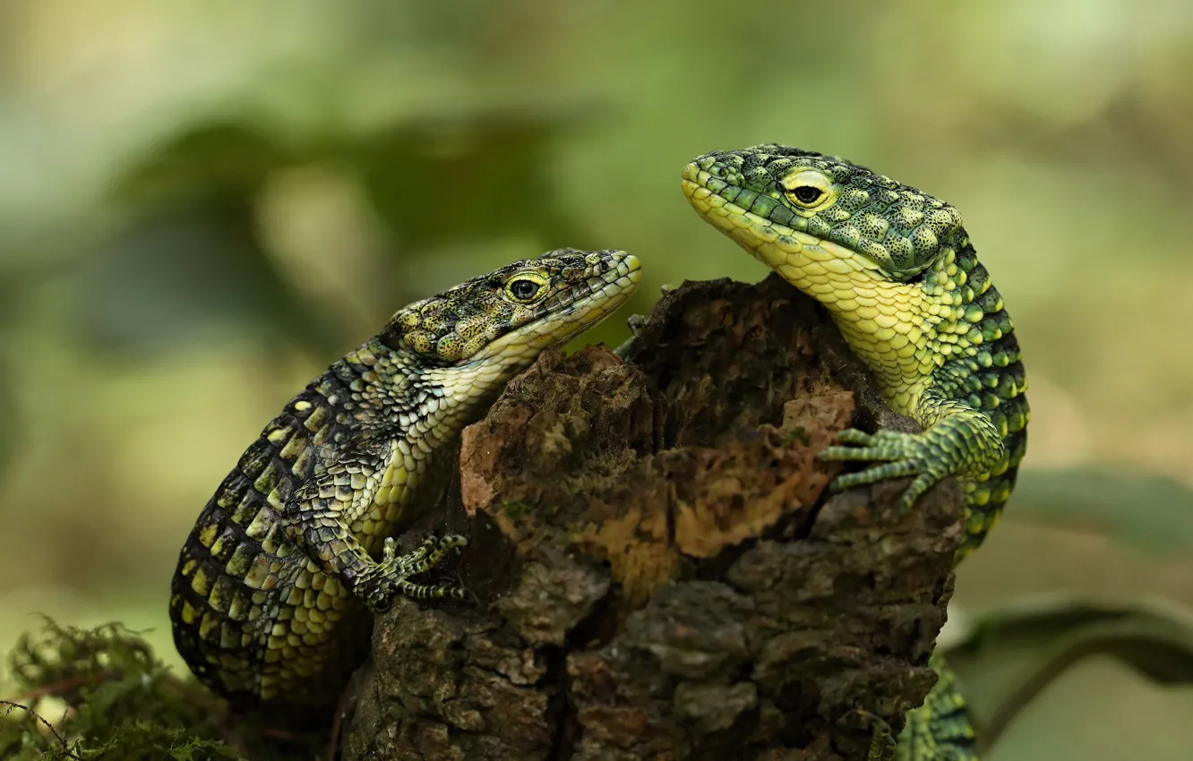 Photo wallpaper look, pose, background, two, stump, lizard, green, a couple