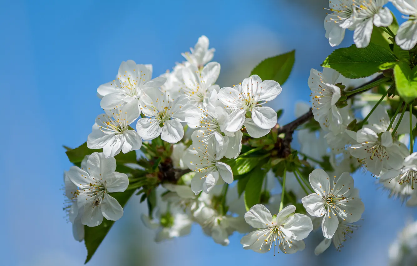 Photo wallpaper macro, flowers, cherry, spring, flowering, branch of cherry, Yuri Puzhalin