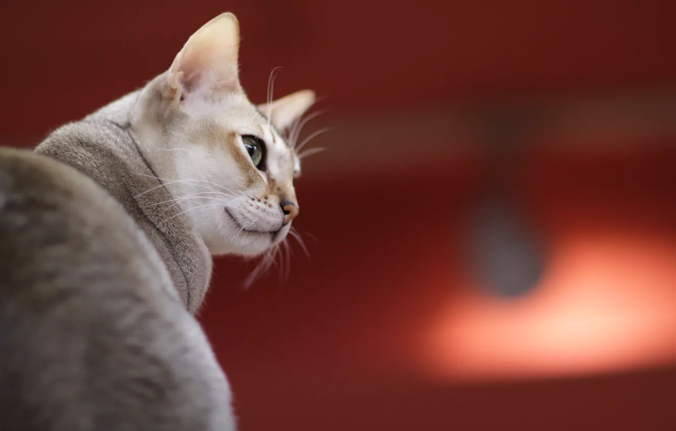 Photo wallpaper cat, eyes, wool, sitting