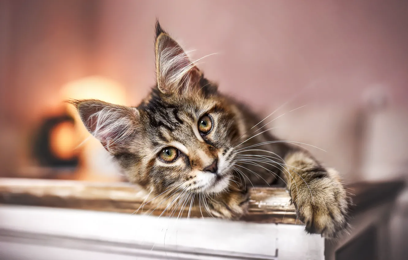 Photo wallpaper cat, cat, look, light, table, room, wall, furniture