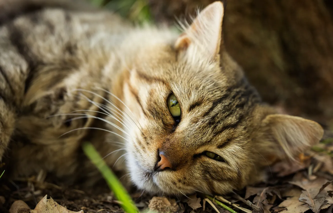Photo wallpaper cat, cat, look, face, nature, grey, foliage, portrait