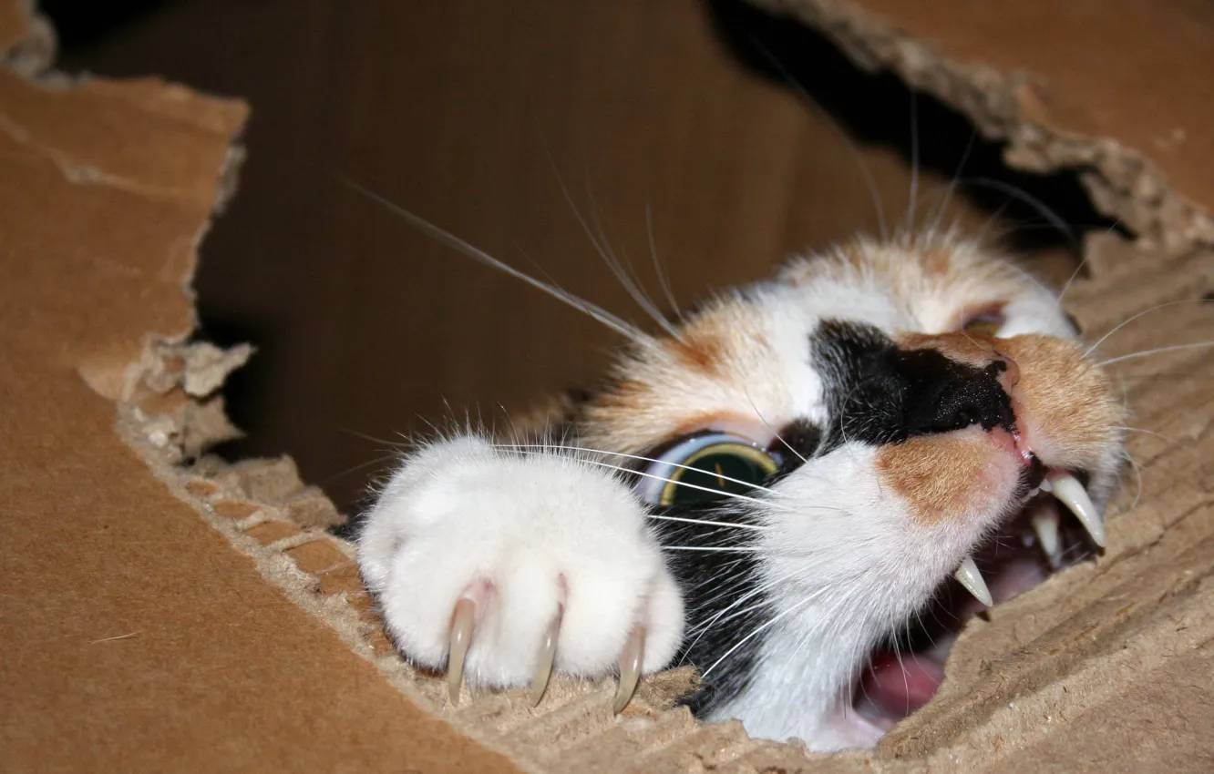 Photo wallpaper cat, box, claws, cardboard, nibbles, play