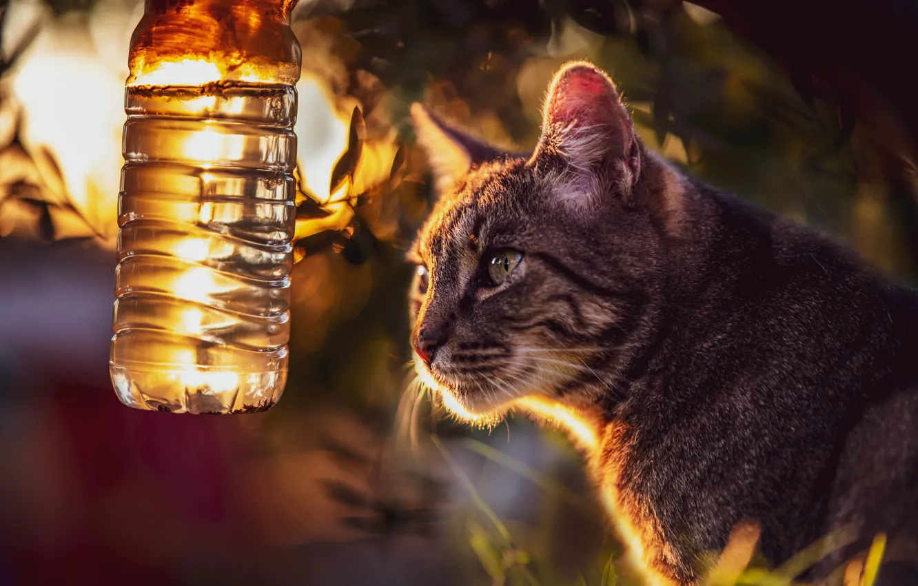 Photo wallpaper cat, cat, face, water, light, bottle, bokeh
