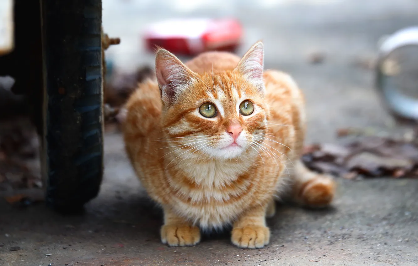 Photo wallpaper cat, cat, look, kitty, street, wheel, red, kitty