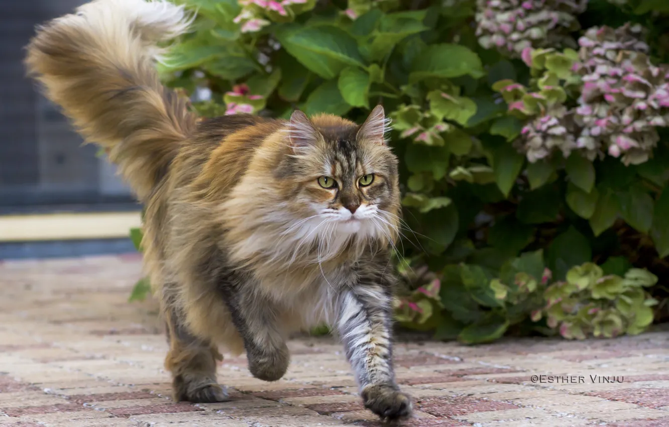Photo wallpaper cat, hairy, runs, the bushes