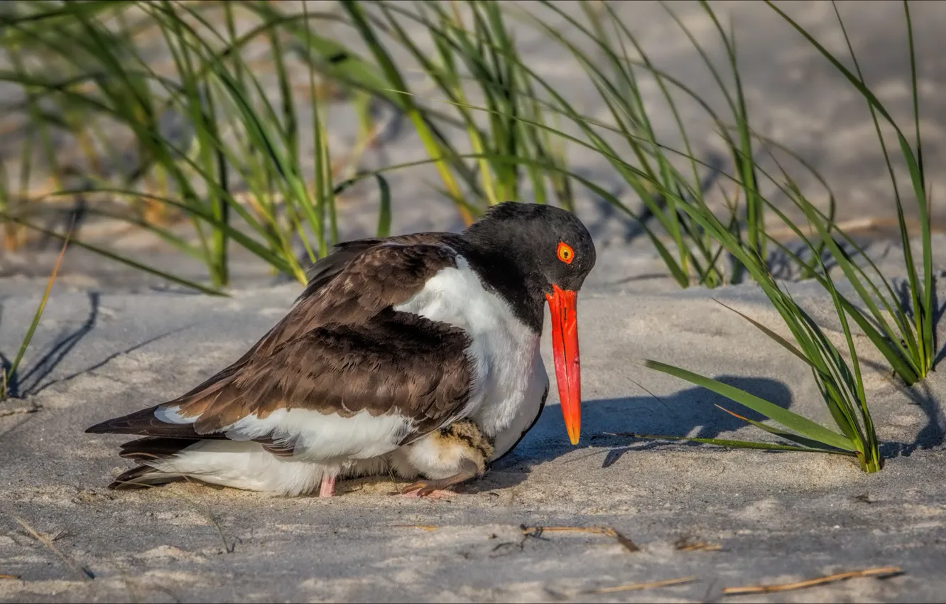Photo wallpaper grass, snow, bird, beak, Oystercatcher