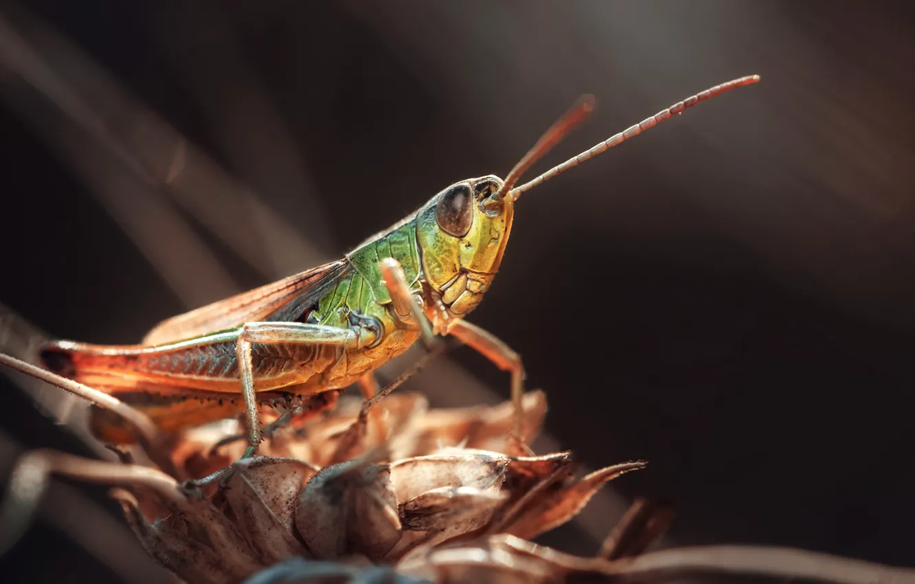 Photo wallpaper macro, nature, grasshopper