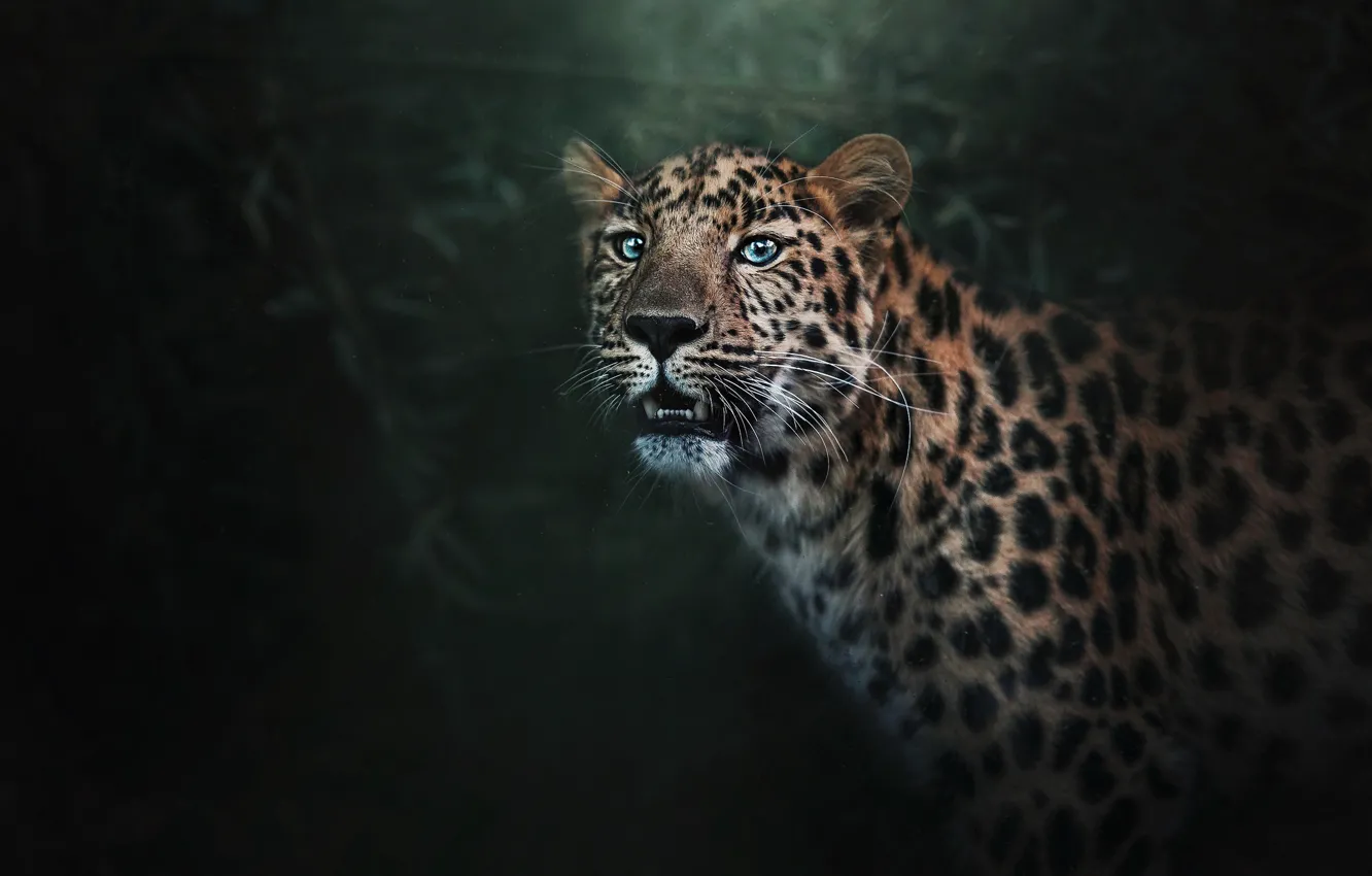 Photo wallpaper face, background, predator, leopard, fangs, twilight, bokeh