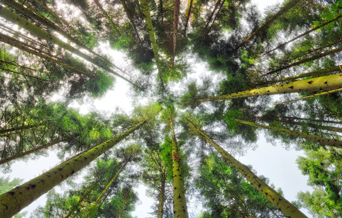 Photo wallpaper forest, trees, nature