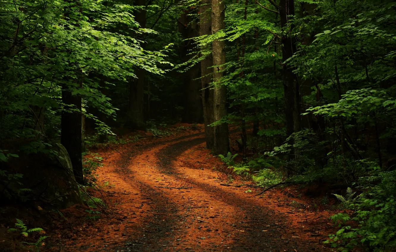 Photo wallpaper road, forest, summer