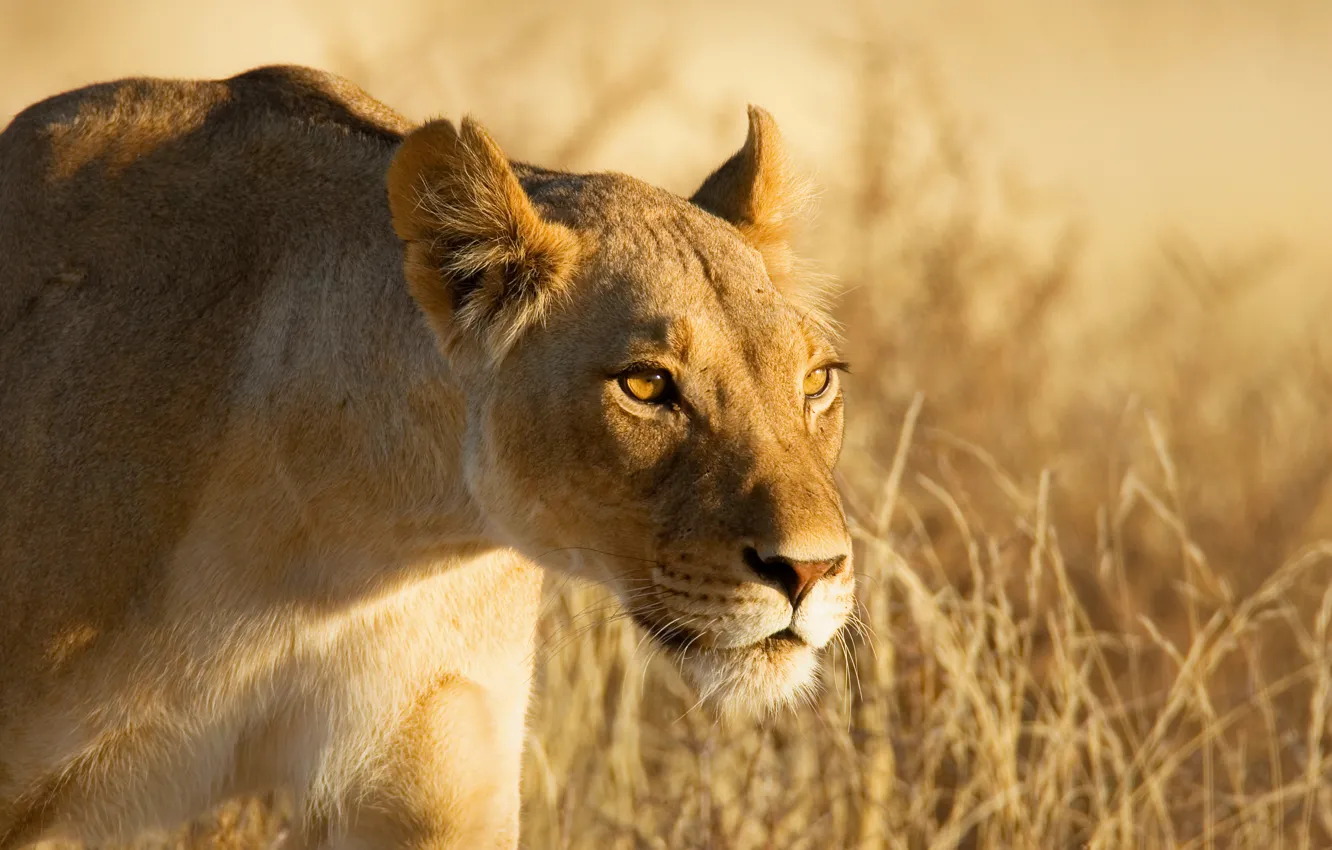 Photo wallpaper look, face, hunting, lioness, sneaks