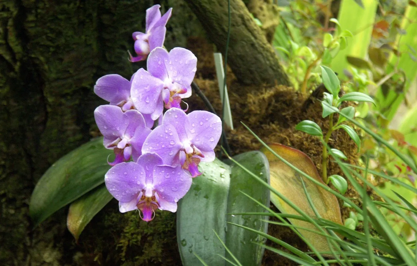 Photo wallpaper forest, leaves, drops, flowers, Rosa, beauty, forest, Orchid