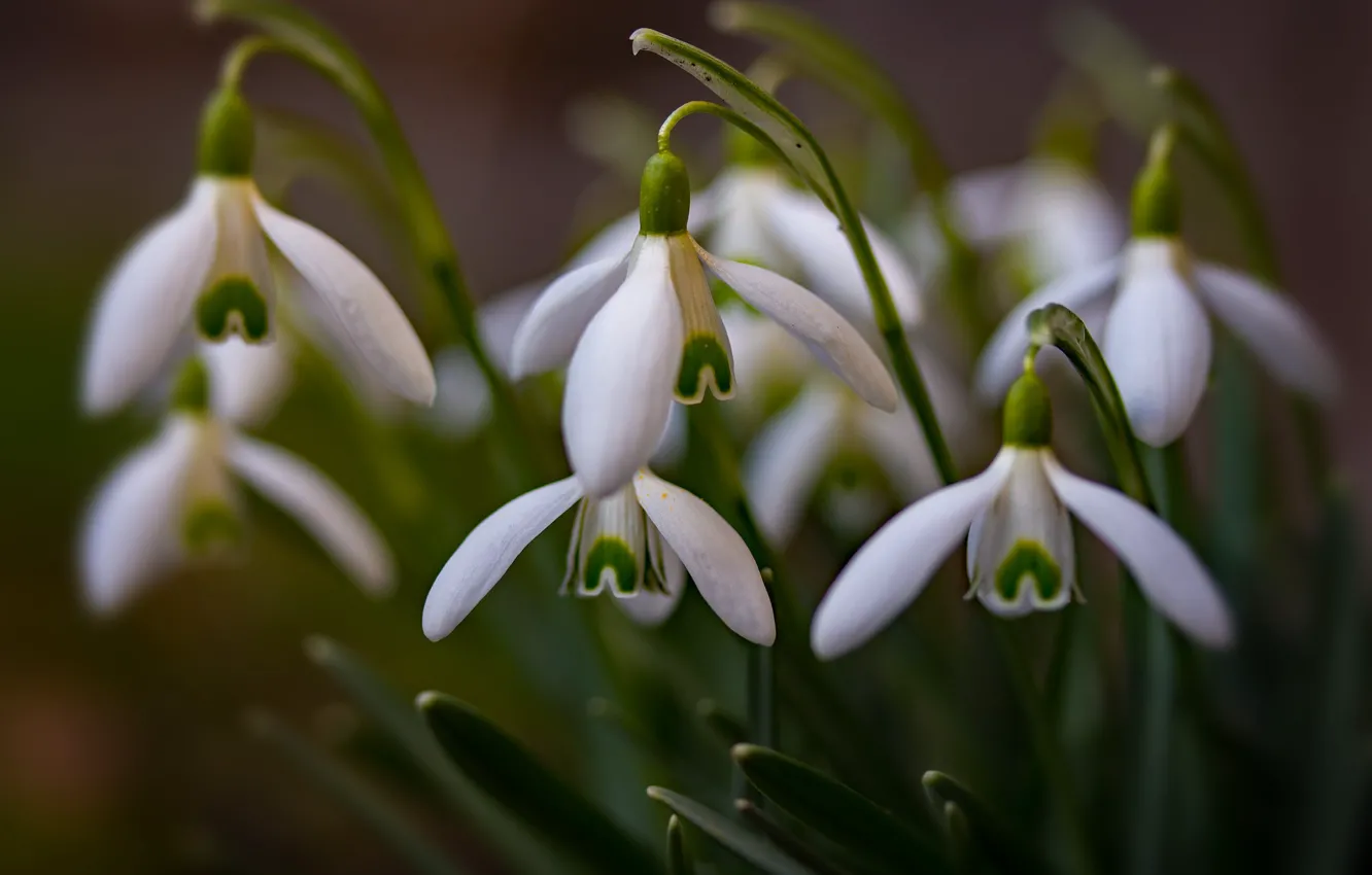 Photo wallpaper flowers, the dark background, spring, snowdrops, a bunch